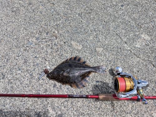 カワガレイの釣果