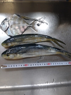 イトヒキアジの釣果
