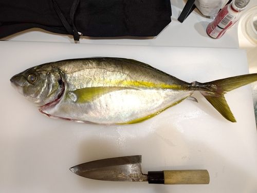シマアジの釣果