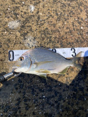 ヘダイの釣果