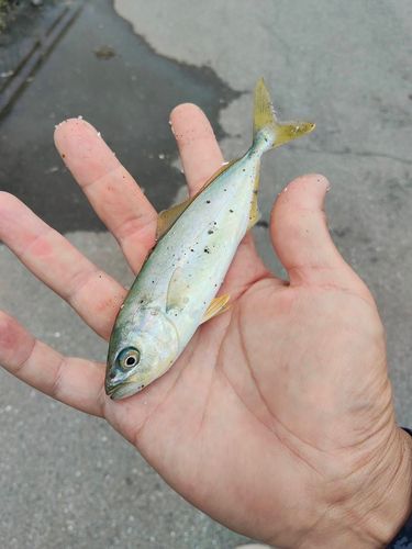 ワカシの釣果