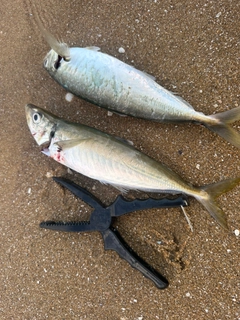 マルアジの釣果