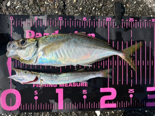 マアジの釣果
