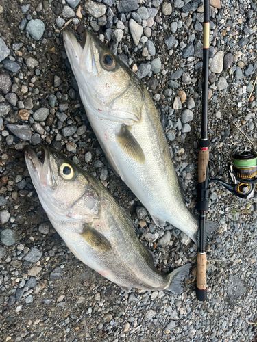 スズキの釣果