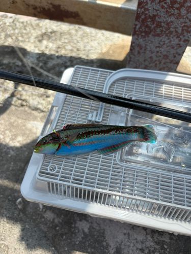 ニシキベラの釣果
