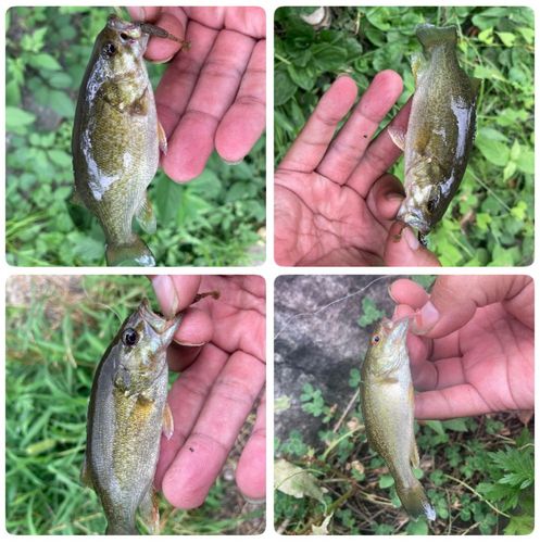 スモールマウスバスの釣果