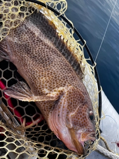 オオモンハタの釣果