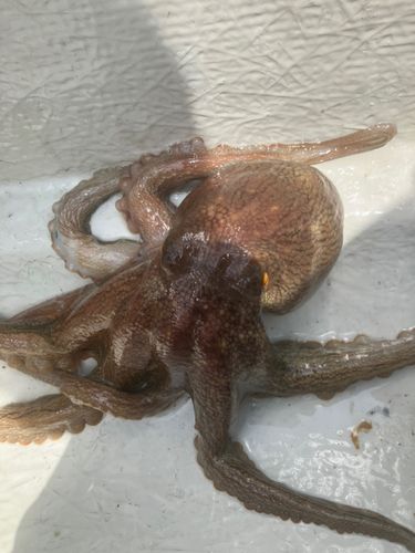 タコの釣果