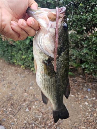 ラージマウスバスの釣果