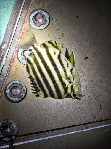 カゴカキダイの釣果