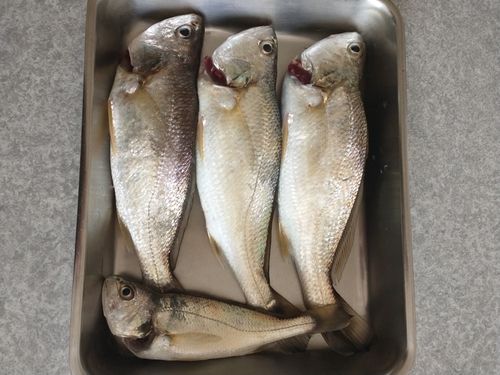 シログチの釣果