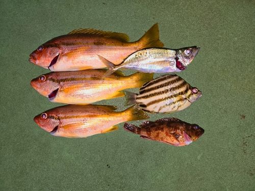 ヨコスジフエダイの釣果