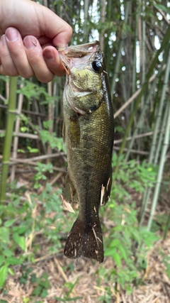 ラージマウスバスの釣果