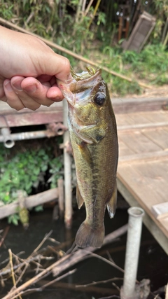 ラージマウスバスの釣果