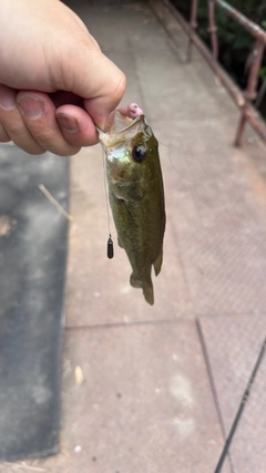 釣果