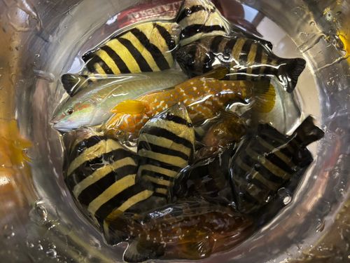 サンバソウの釣果