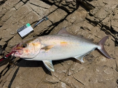 ネリゴの釣果