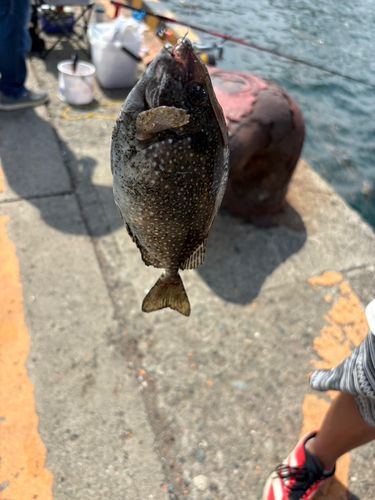 アイゴの釣果