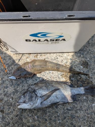 マゴチの釣果