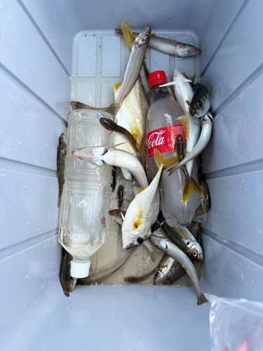 キスの釣果