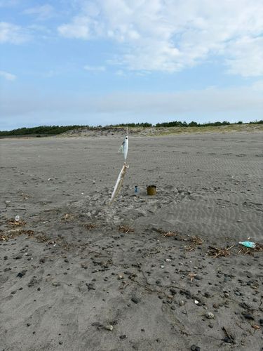 カマスの釣果