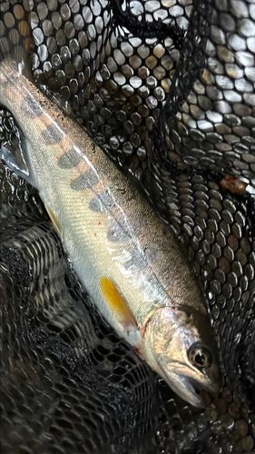 アマゴの釣果