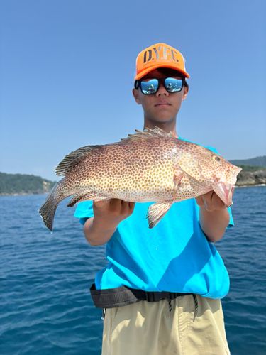 オオモンハタの釣果