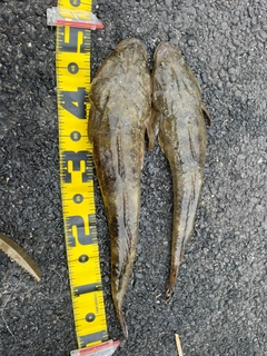 マゴチの釣果