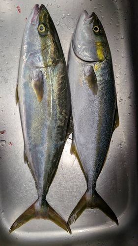 ハマチの釣果