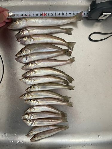 キスの釣果