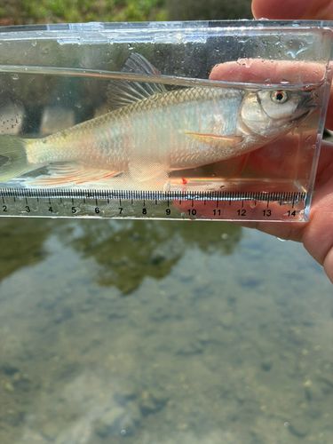 オイカワの釣果