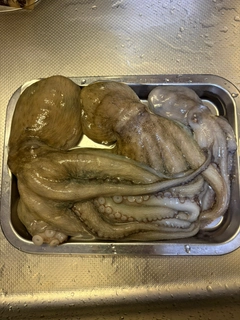 タコの釣果