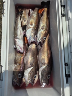 ウッカリカサゴの釣果
