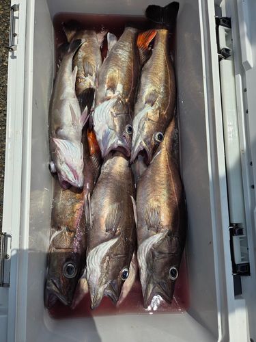 ウッカリカサゴの釣果
