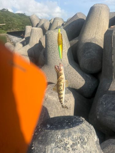 エソの釣果