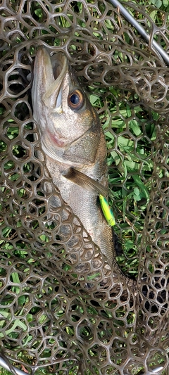 スズキの釣果