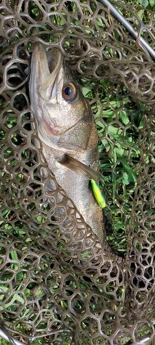 スズキの釣果
