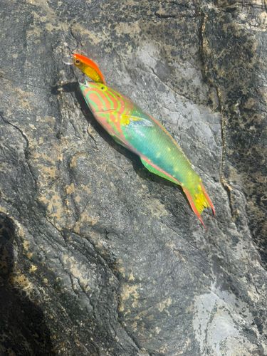 ベラの釣果