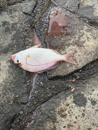 マダイの釣果