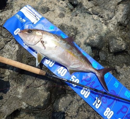 カンパチの釣果