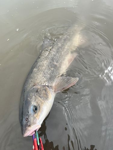 マルタウグイの釣果