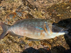 ハマフエフキの釣果
