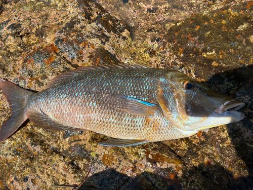ハマフエフキの釣果
