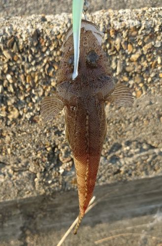 メゴチの釣果