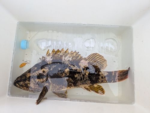 釣果