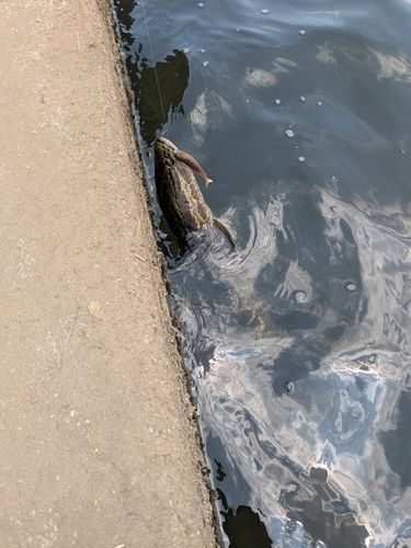 ライギョの釣果