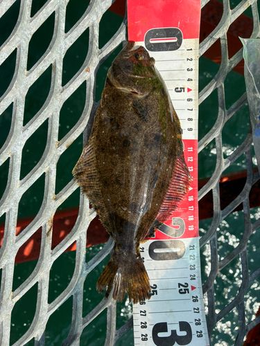 ヒラメの釣果