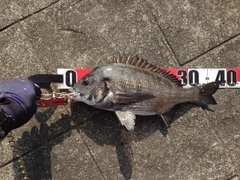 チヌの釣果