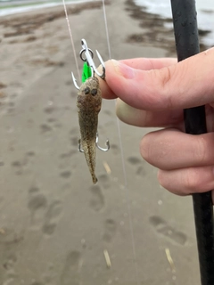 アカハゼの釣果