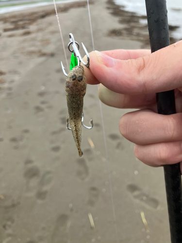 アカハゼの釣果